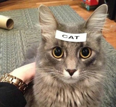 cat.jpg