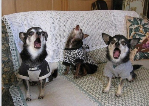 dog39.jpg