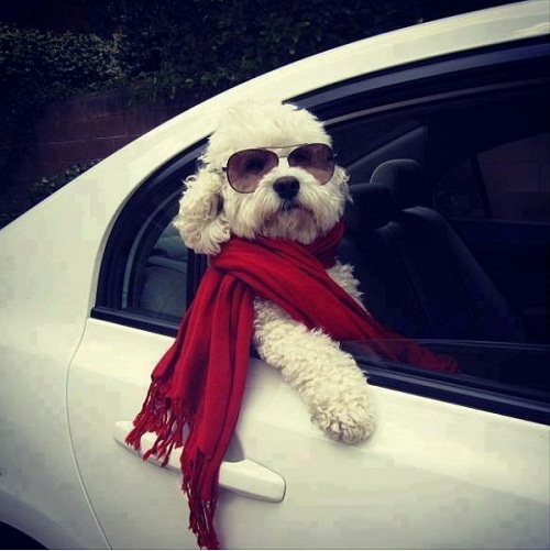 dog41.jpg
