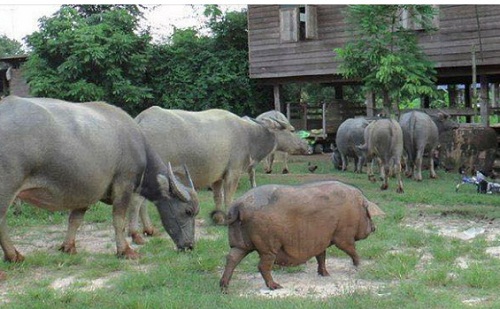 pig1.jpg