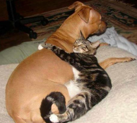 catdog.jpg