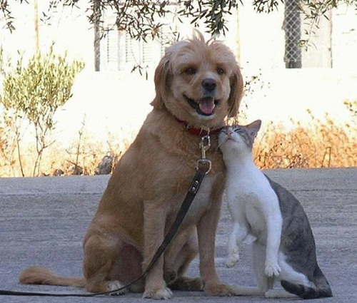 catdog1.jpg