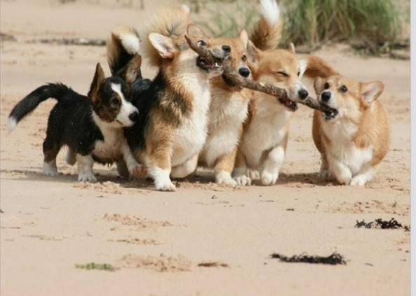 dog43.jpg
