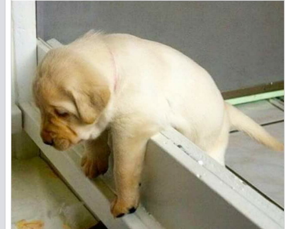 dog45.jpg