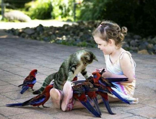 bird1.jpg