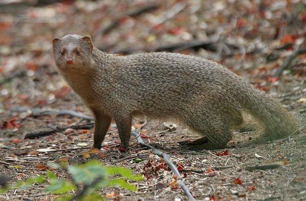 mongoose.jpg