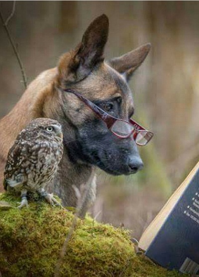 dog47.jpg