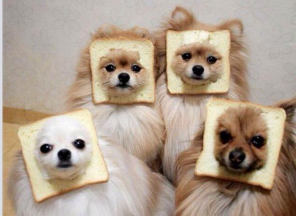 dog48.jpg