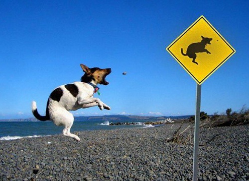 dog49.jpg