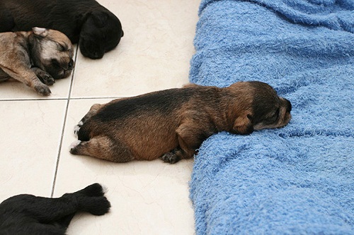 sleeping-puppy.jpg