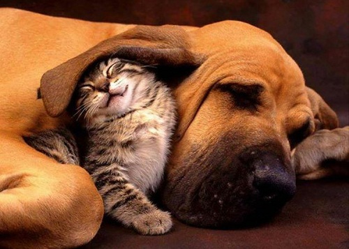catdog4.jpg