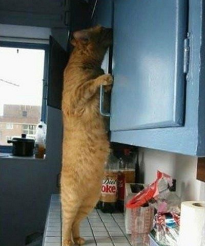 cat1.jpg