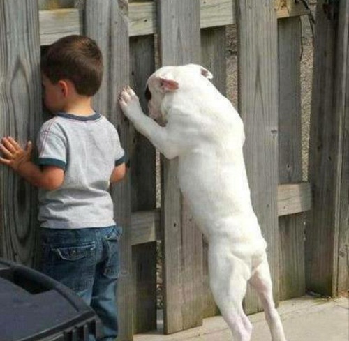 dog3.jpg