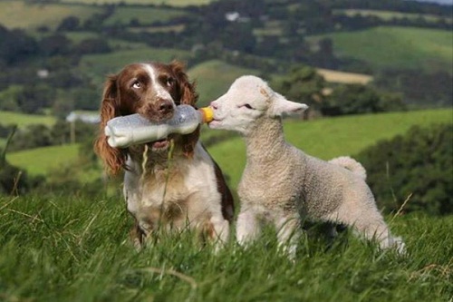 dog4.jpg