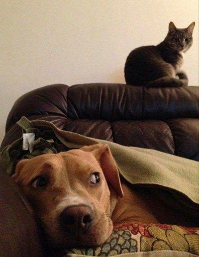 catdog2.jpg