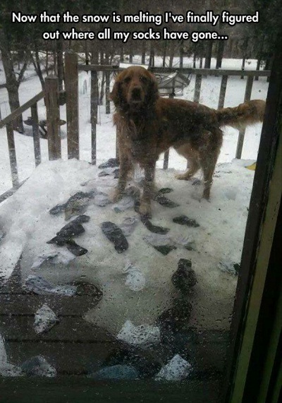 dog5.jpg