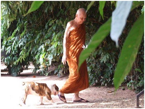 หลวงตามหาบัว ญาณสัมปันโน.jpg