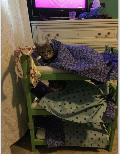 cat9.jpg