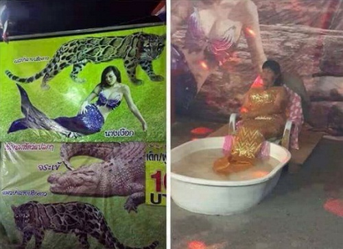 เงือก.jpg