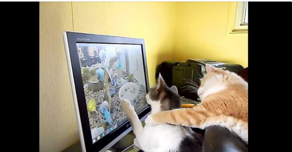cat11.jpg