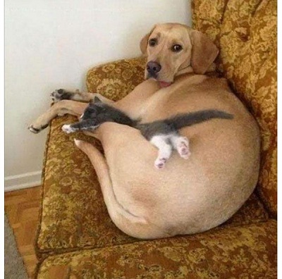 catdog3.jpg