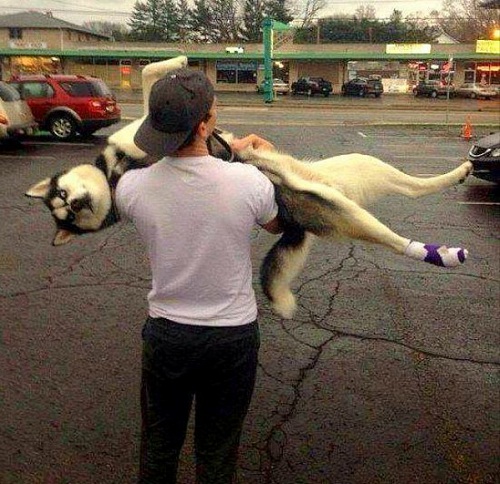 dog7.jpg