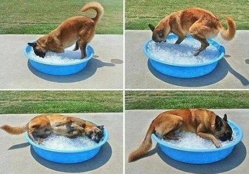dog11.jpg