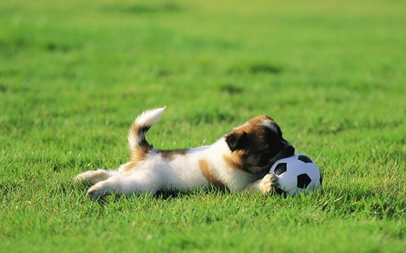dog10.jpg
