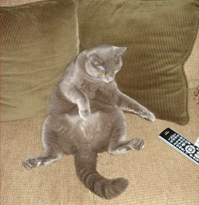 cat14.jpg