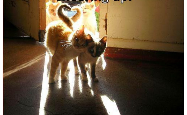 cat15.jpg