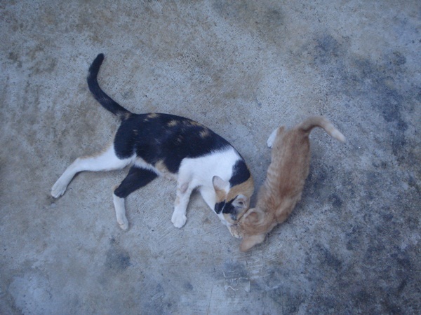 DSC04850.JPG