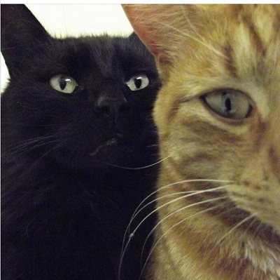 cat20.jpg