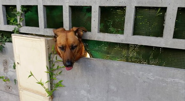dog16.jpg