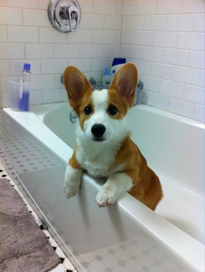 dog10.jpg