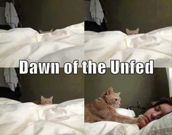 cat17.jpg