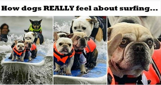 dog11.jpg