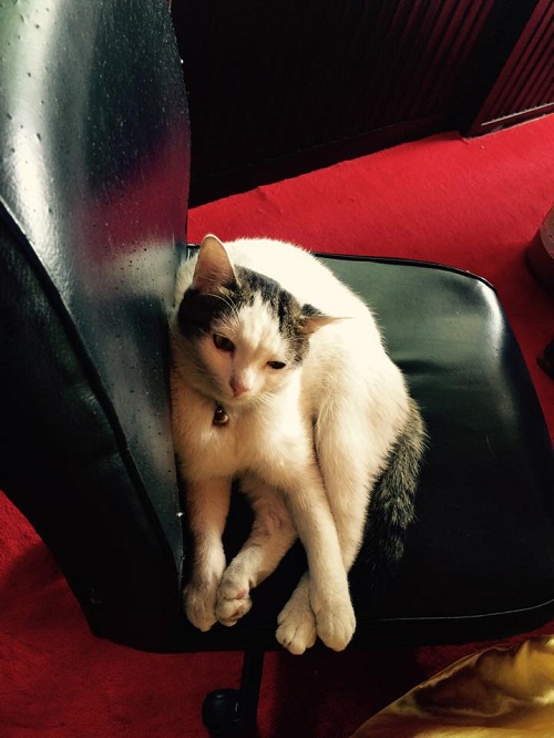 cat.jpg