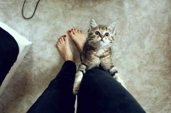cat1.jpg