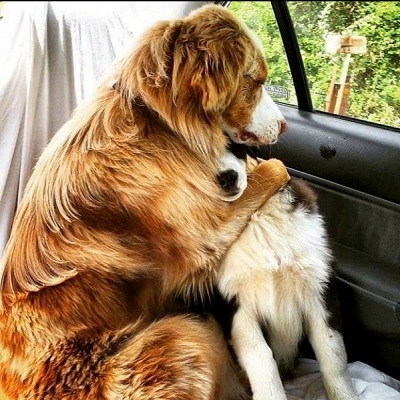 dog3.jpg