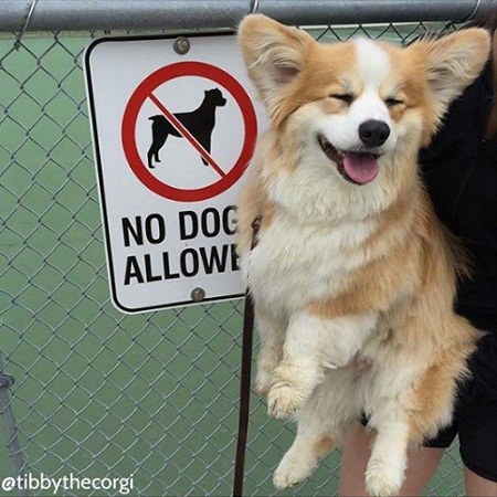 dog4.jpg