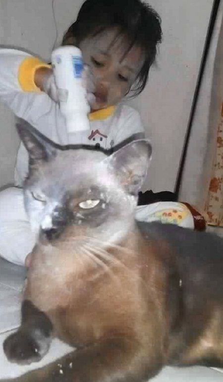 cat2.jpg