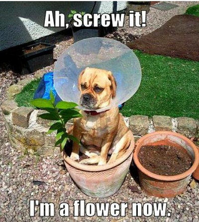 dog5.jpg