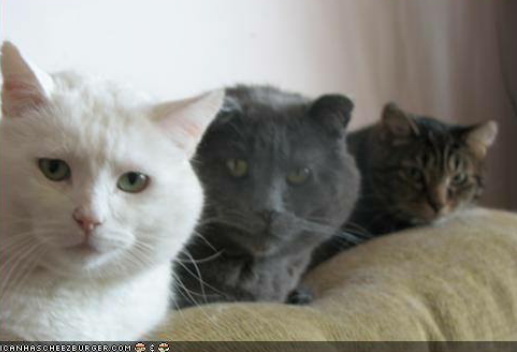 cat3.jpg