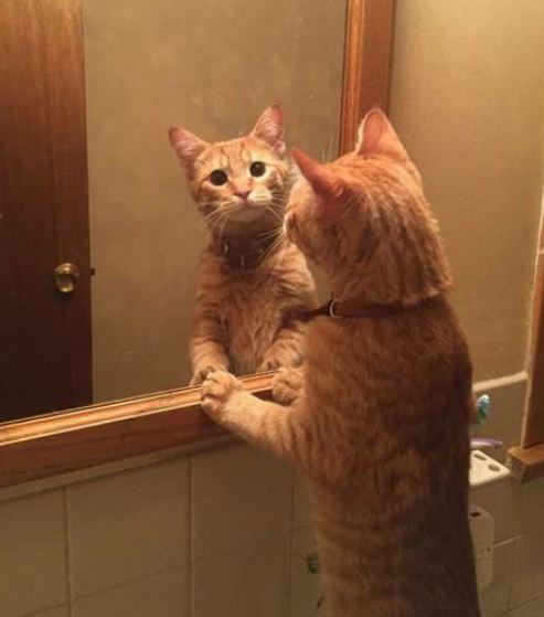 cat5.jpg