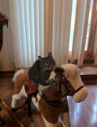 cat6.jpg