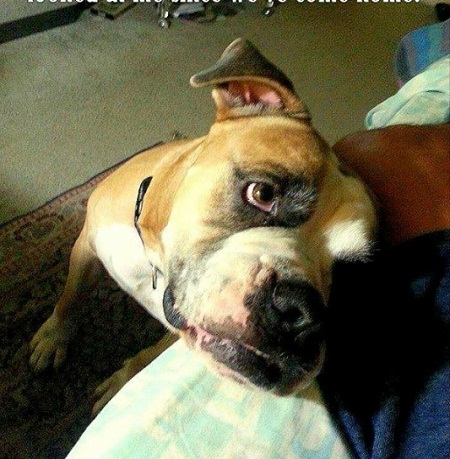 dog8.jpg