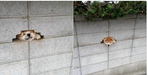 dog9.jpg
