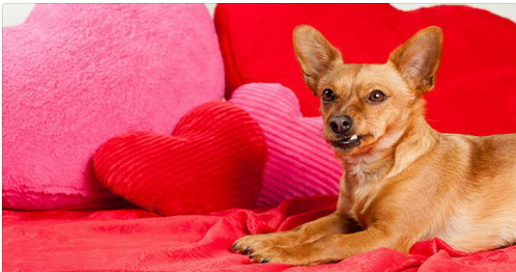 dog10.jpg