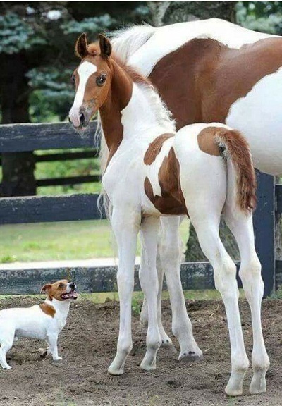 dog11.jpg