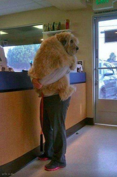 dog12.jpg